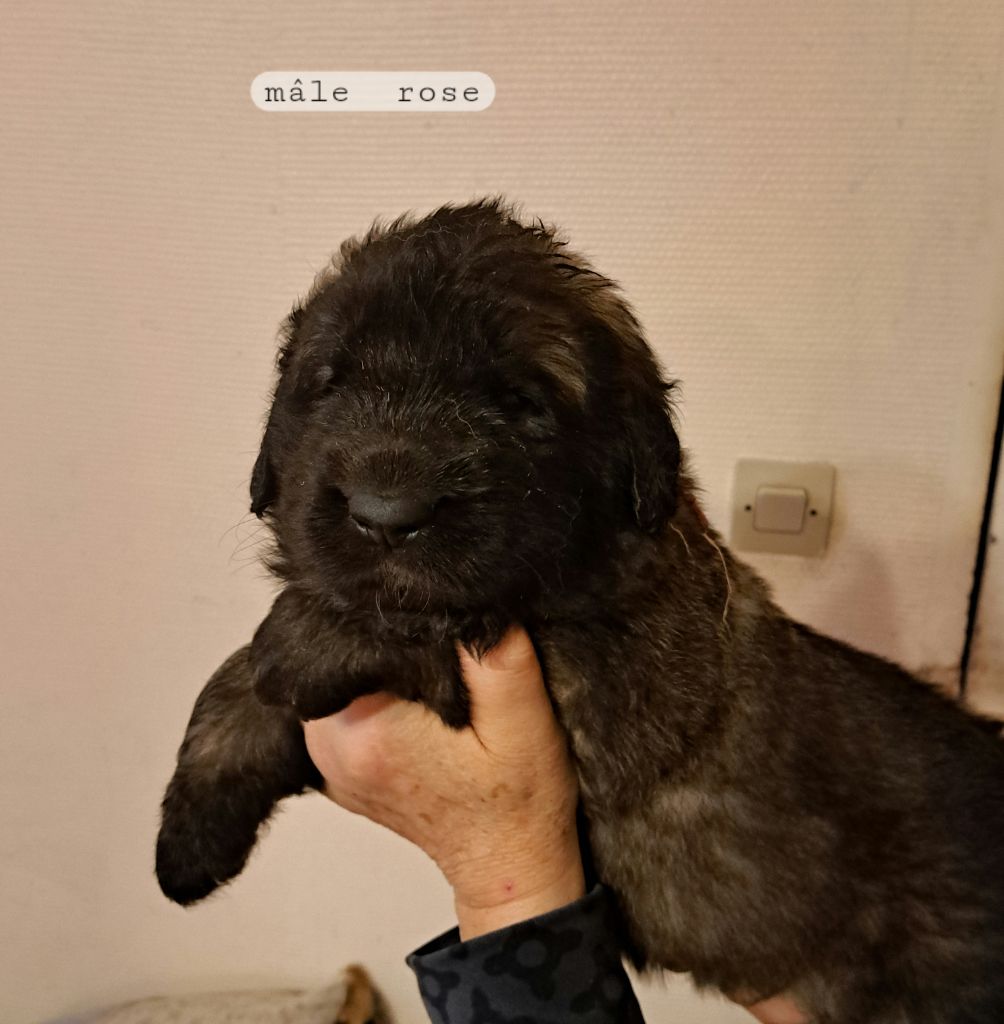 du Pont des Aulnes - Chiot disponible  - Leonberger