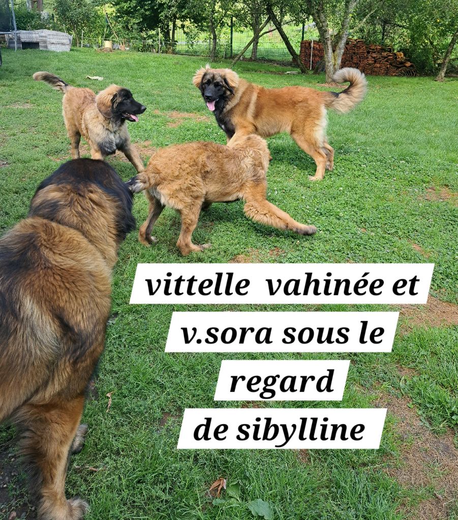 chiot Leonberger du Pont des Aulnes