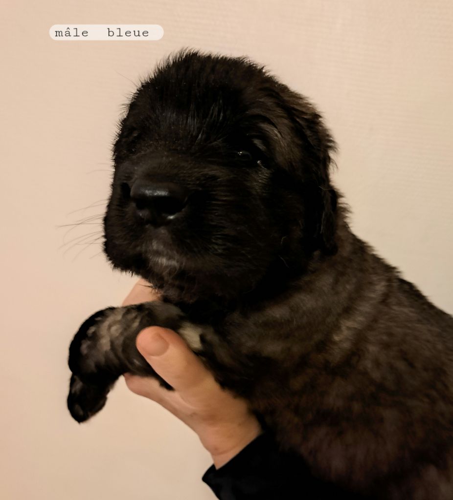 du Pont des Aulnes - Chiot disponible  - Leonberger