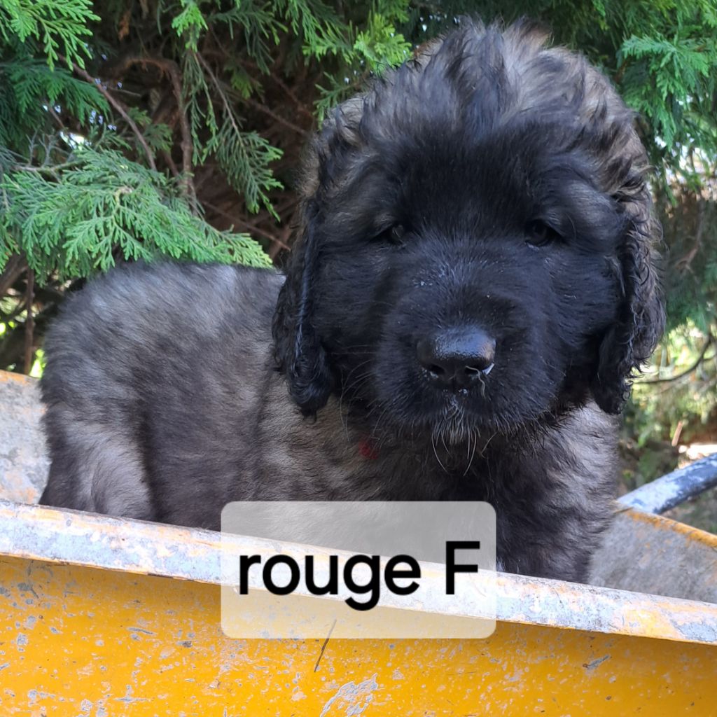 CHIOT rouge