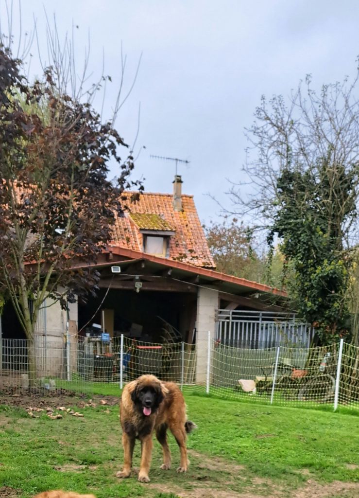 du Pont des Aulnes - Chiot disponible  - Leonberger