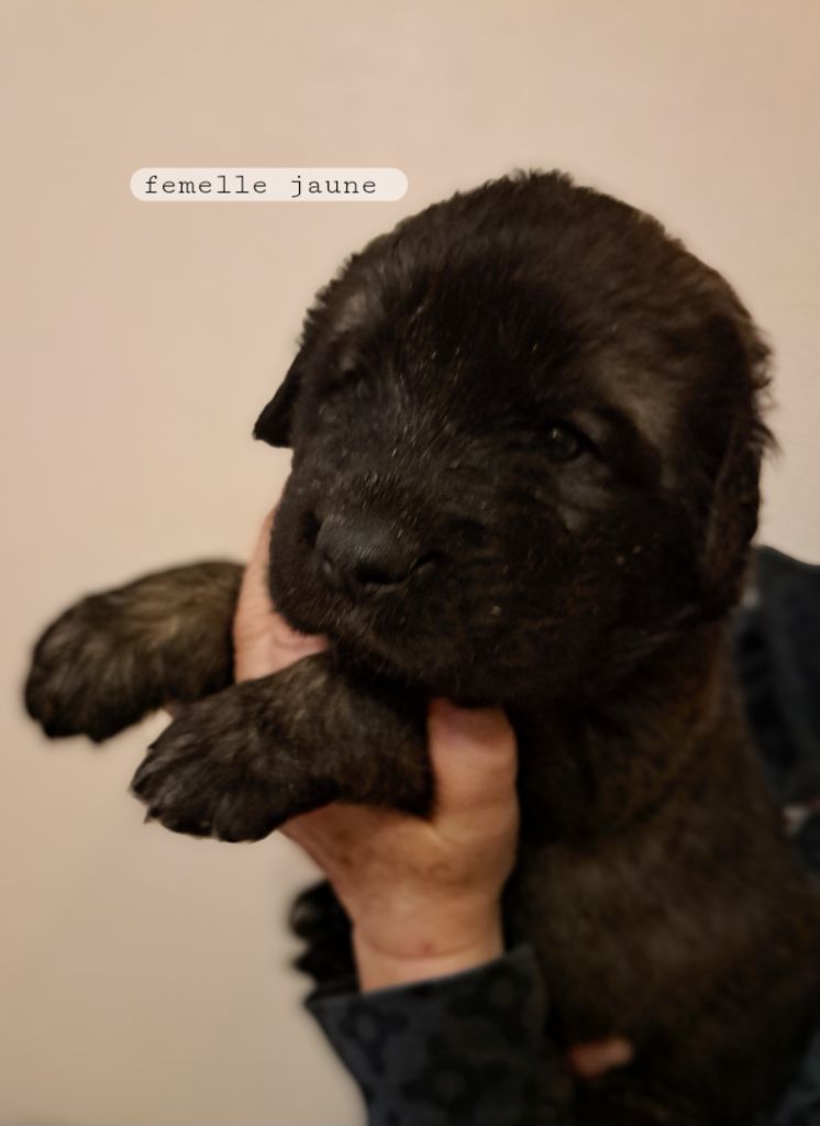 du Pont des Aulnes - Chiot disponible  - Leonberger