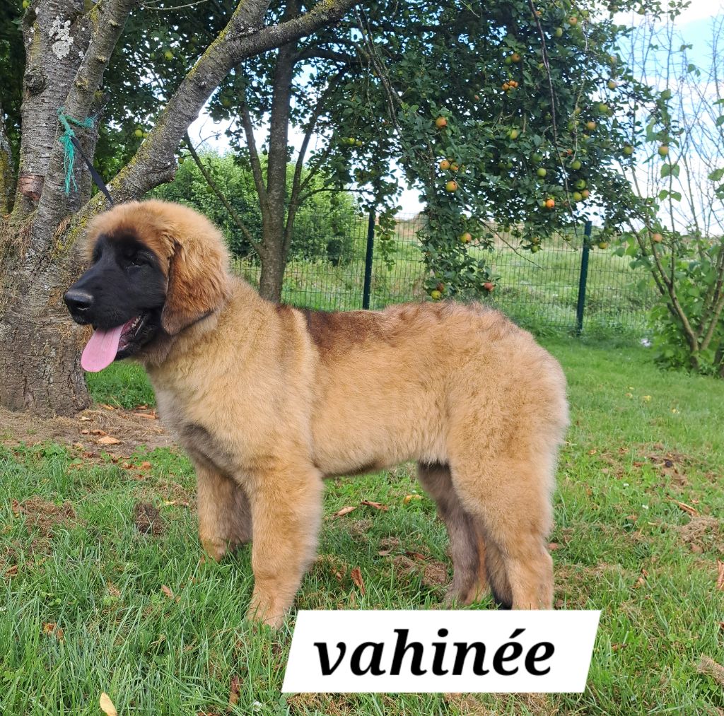 du Pont des Aulnes - Chiot disponible  - Leonberger