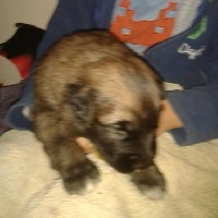 CHIOT bleu claire iris