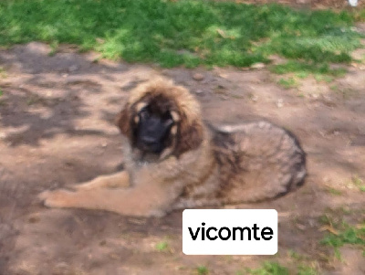 CHIOT Vicomte