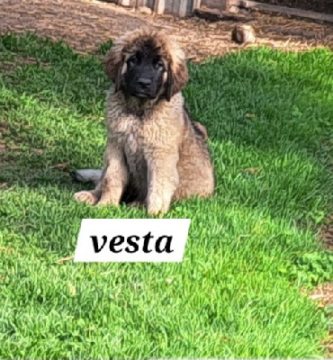 CHIOT bleu Vesta 