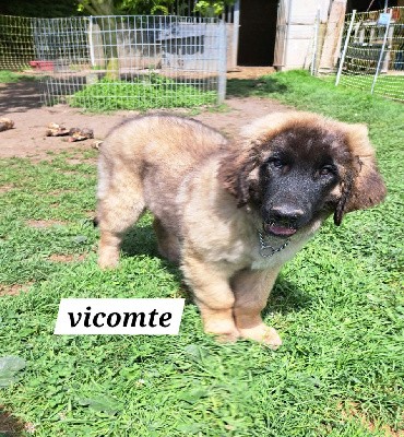 CHIOT Vicomte