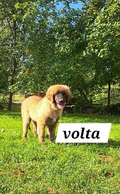 CHIOT  Volta