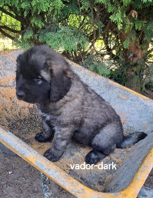 CHIOT jaune vador-dack