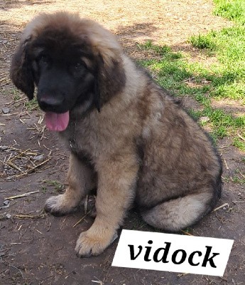 CHIOT pêche Vidock