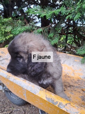 CHIOT jaune Viola