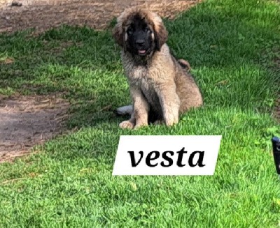 CHIOT bleu Vesta 