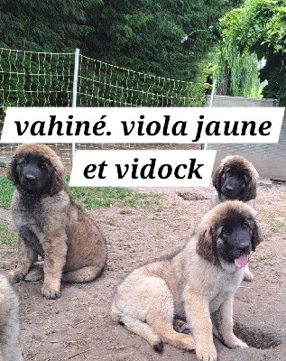 CHIOT jaune Viola