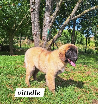 CHIOT pêche Vittelle