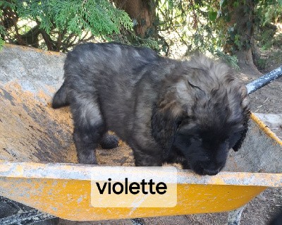 chiot  rouge Violette