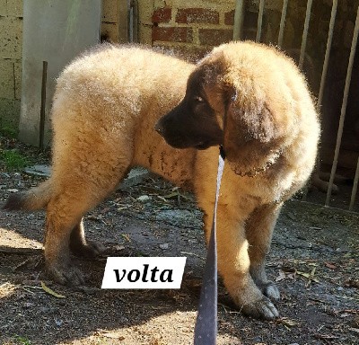 CHIOT  Volta