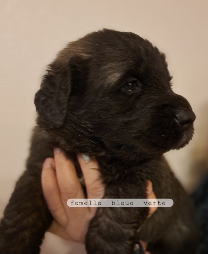 du Pont des Aulnes - Chiot disponible  - Leonberger