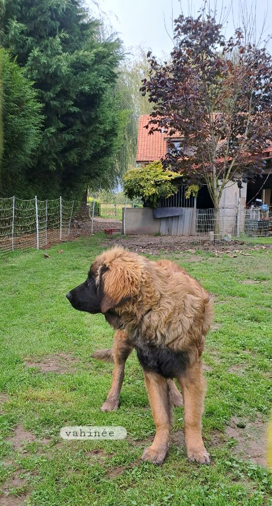 du Pont des Aulnes - Chiot disponible  - Leonberger