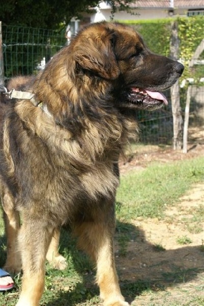 Volf du Pont des Aulnes