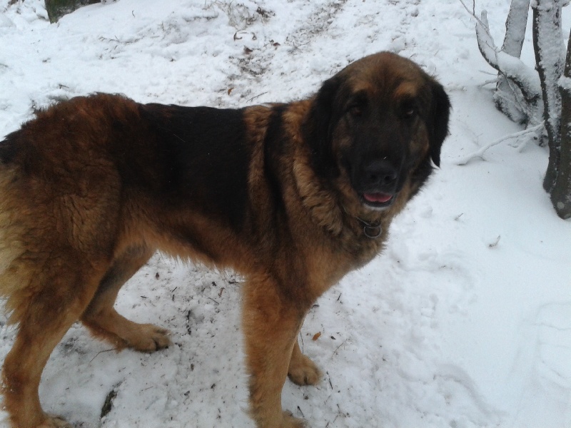 Daikiri du Pont des Aulnes