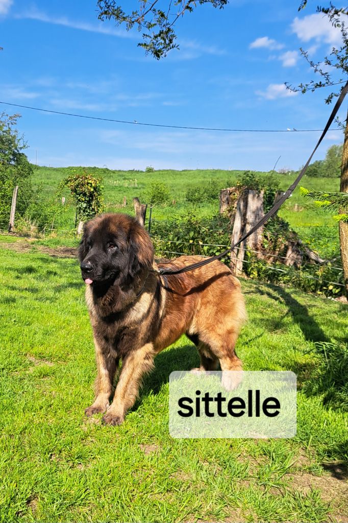 Sittelle du pin aux cinq aiguilles