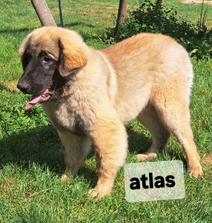 Atlas du Pont des Aulnes