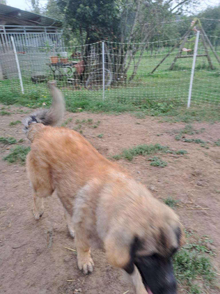 Arwen du Pont des Aulnes