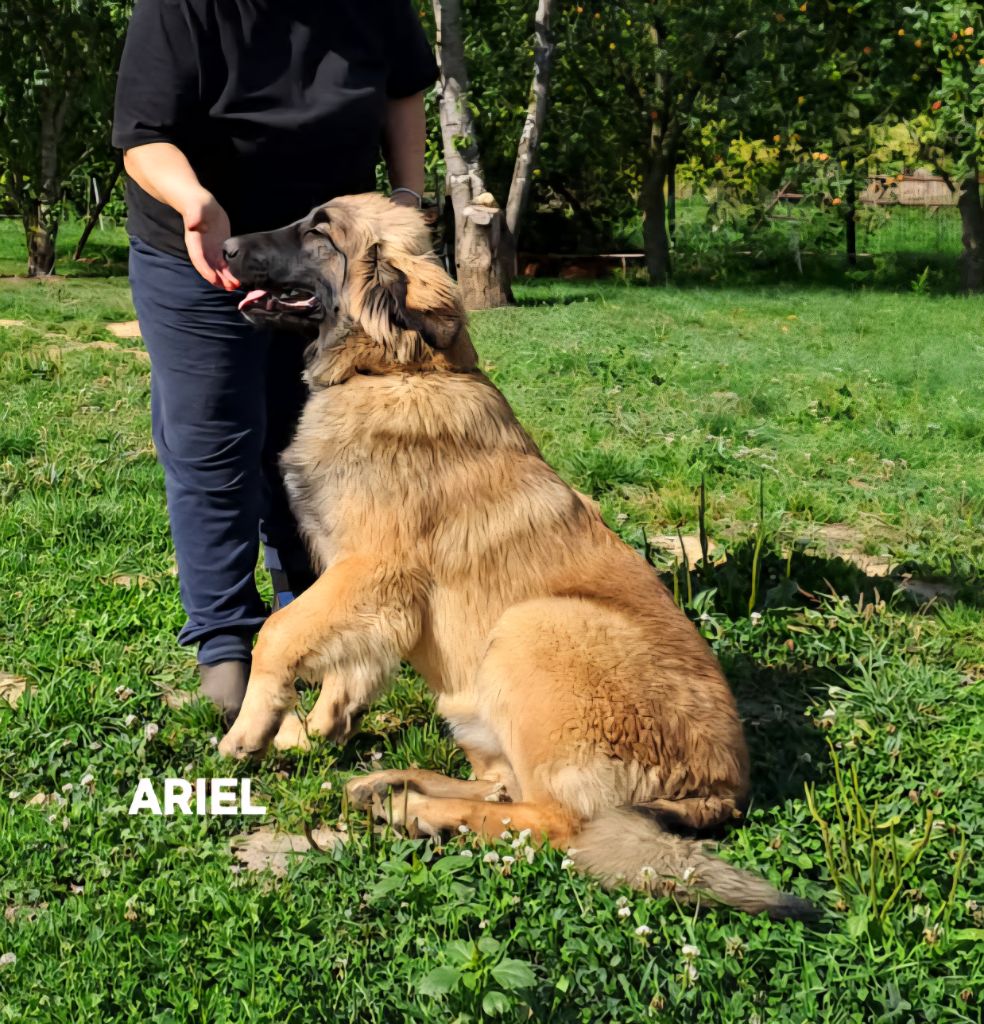 du Pont des Aulnes - Chiots disponibles - Leonberger