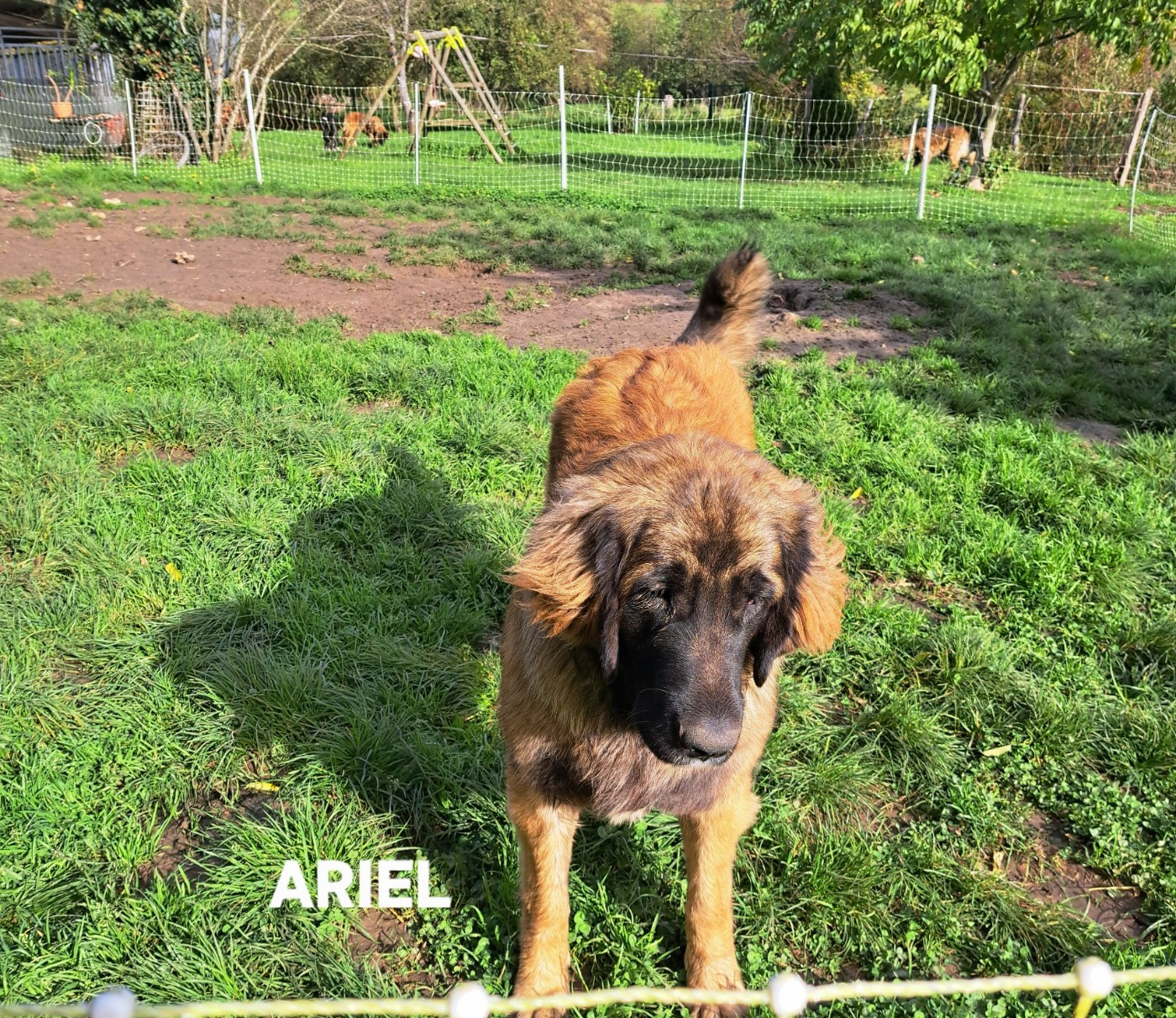 du Pont des Aulnes - Chiots disponibles - Leonberger
