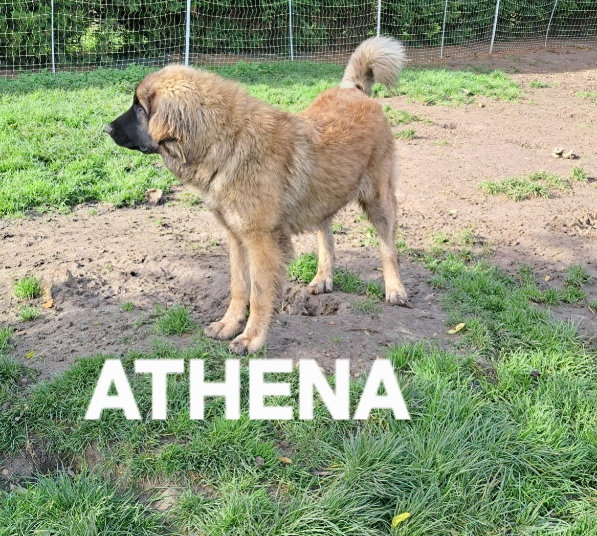 du Pont des Aulnes - Chiots disponibles - Leonberger
