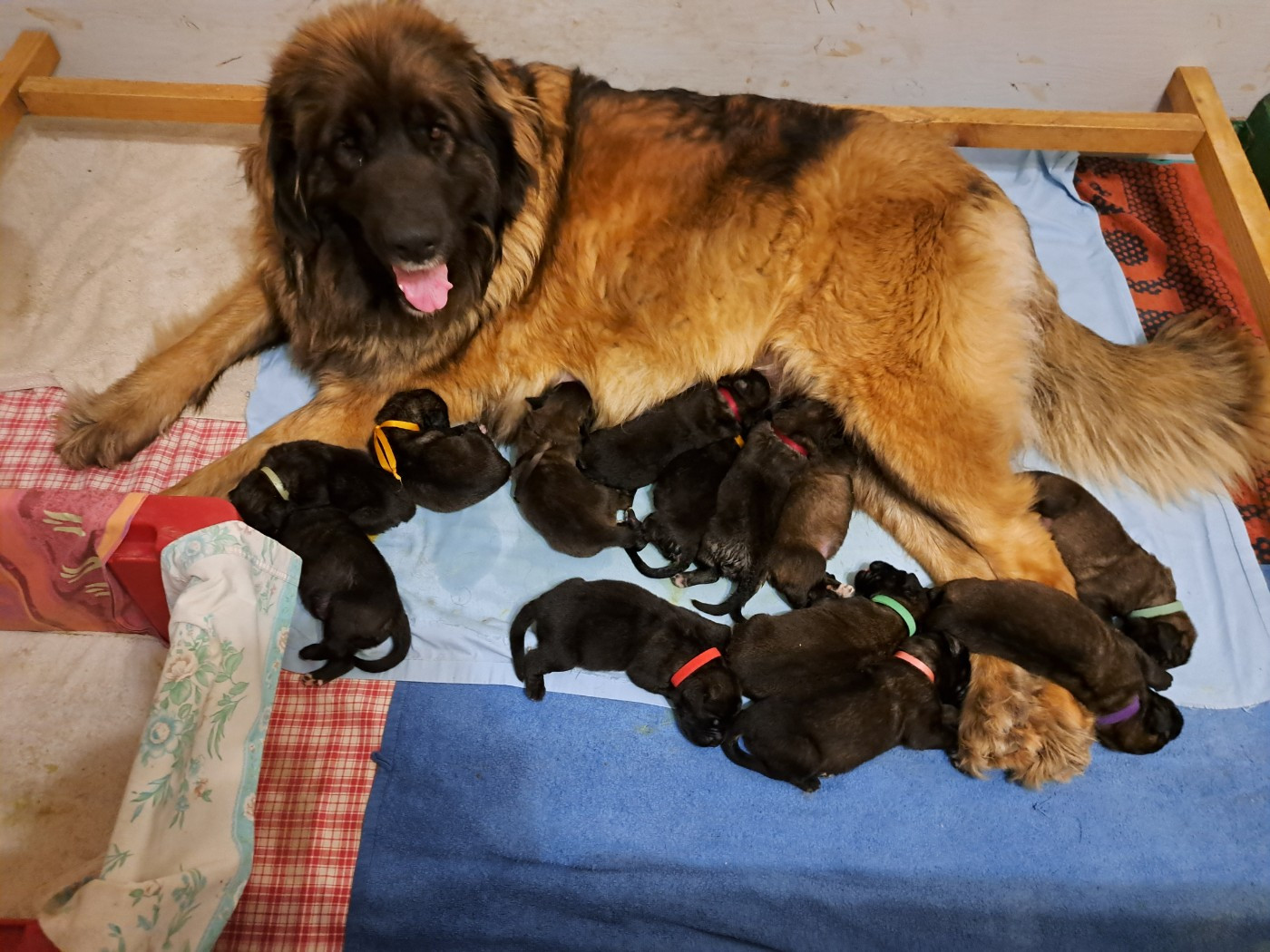 du Pont des Aulnes - Chiots disponibles - Leonberger