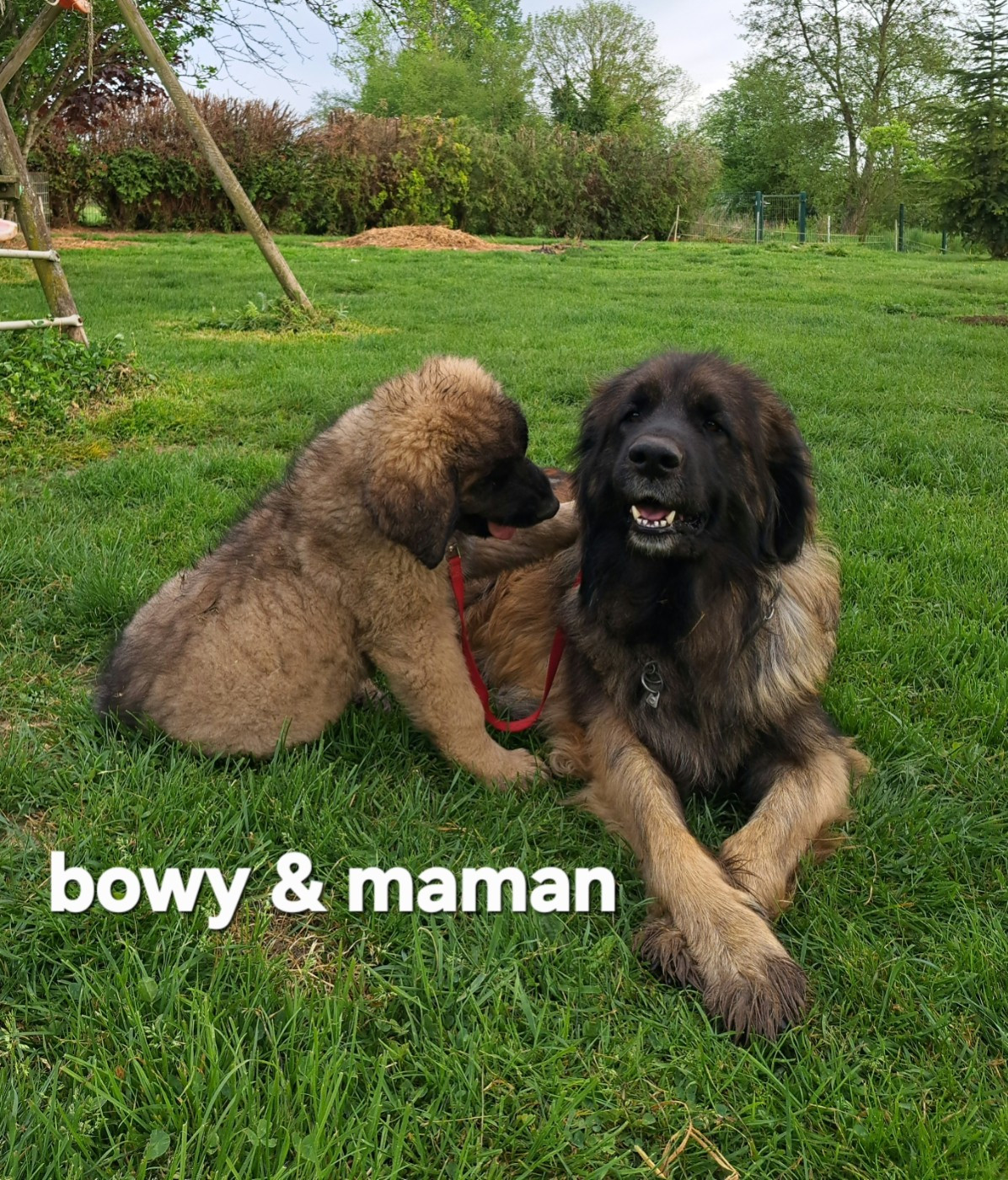 du Pont des Aulnes - Chiots disponibles - Leonberger