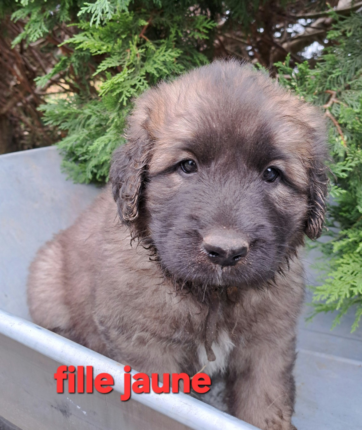 du Pont des Aulnes - Chiots disponibles - Leonberger