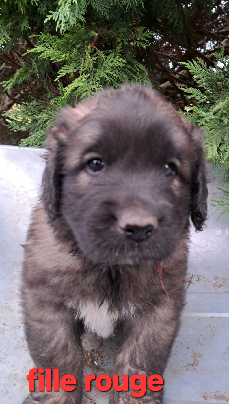 du Pont des Aulnes - Chiots disponibles - Leonberger