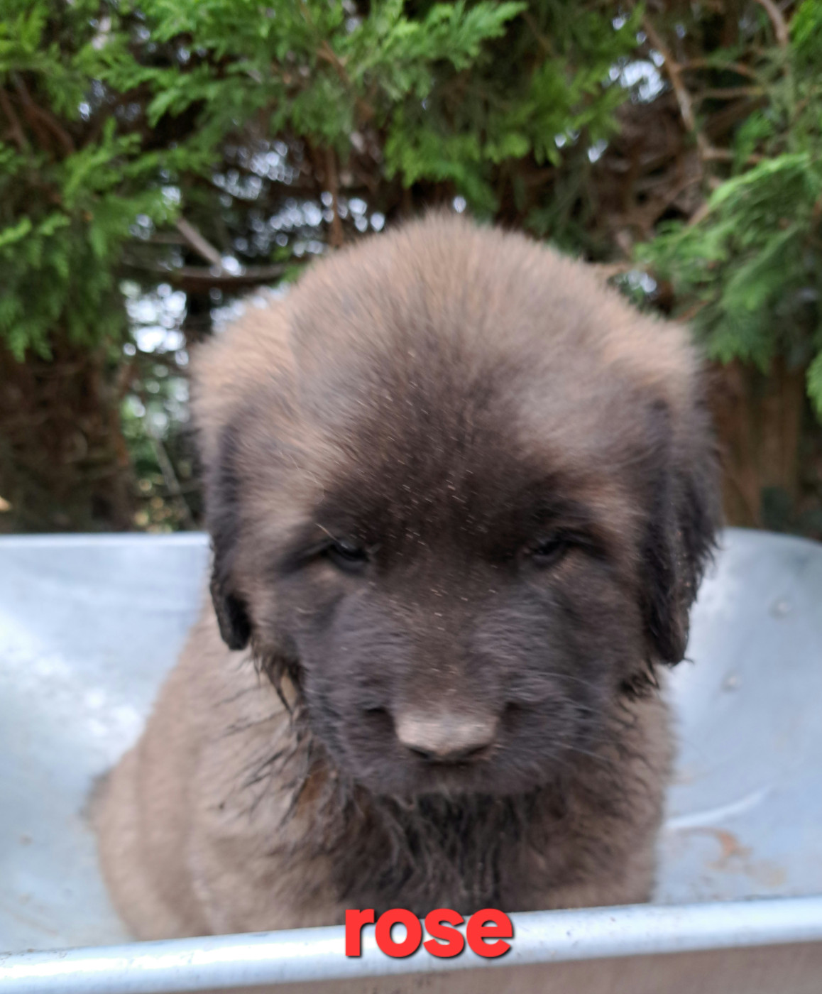 du Pont des Aulnes - Chiots disponibles - Leonberger