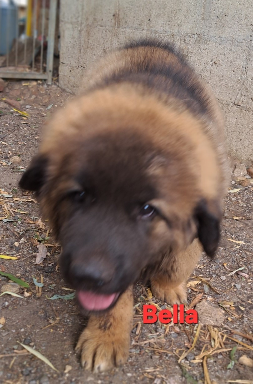 du Pont des Aulnes - Chiots disponibles - Leonberger