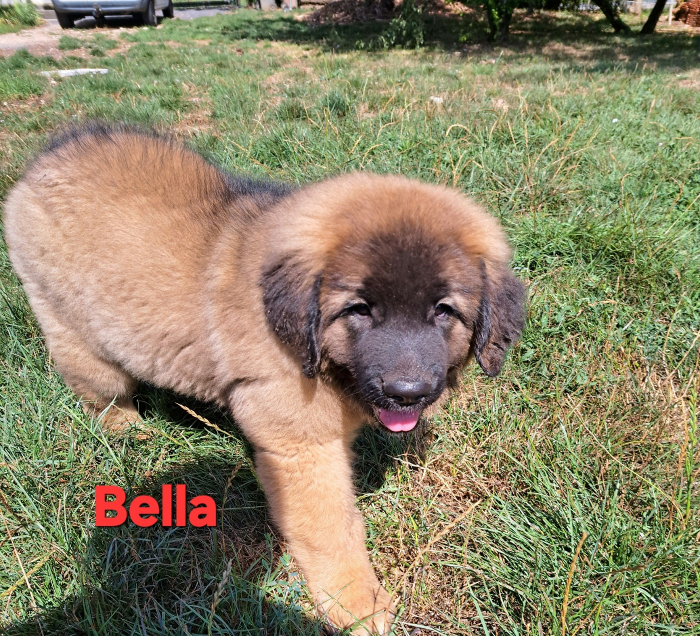 du Pont des Aulnes - Chiots disponibles - Leonberger