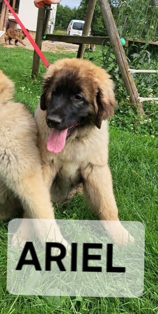 du Pont des Aulnes - Chiots disponibles - Leonberger