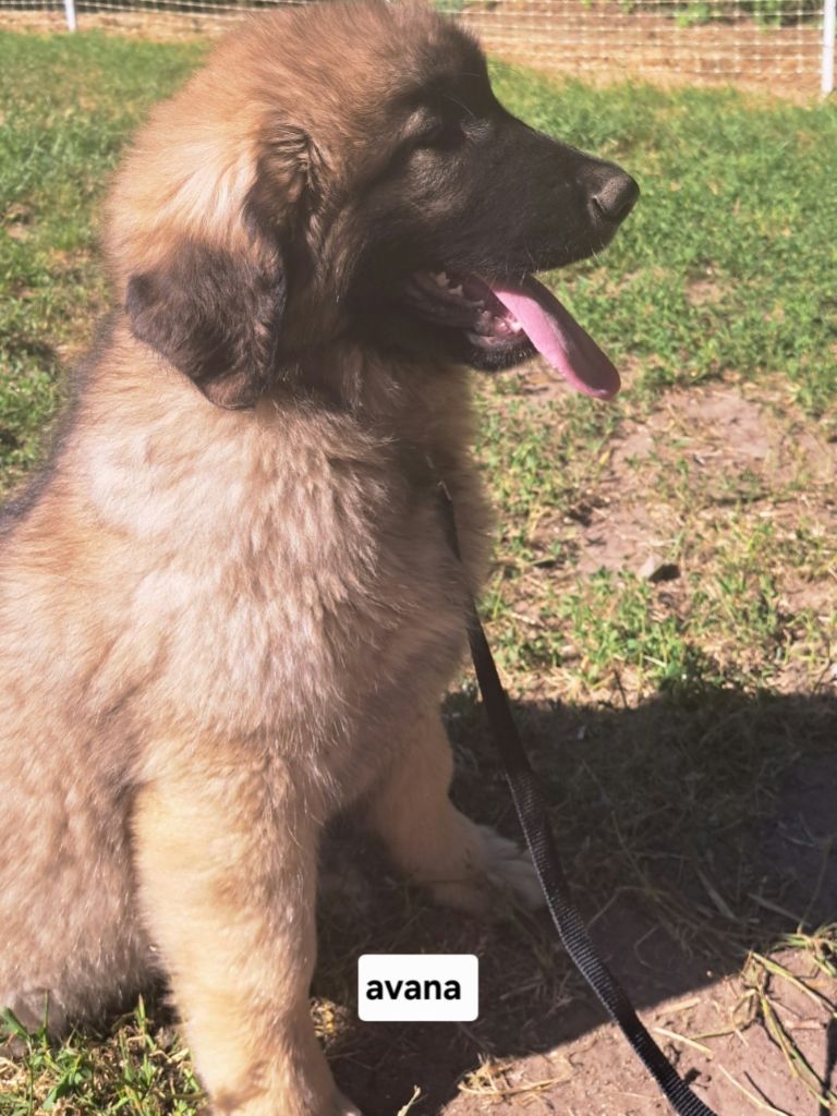 du Pont des Aulnes - Chiots disponibles - Leonberger