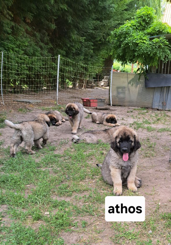du Pont des Aulnes - Chiots disponibles - Leonberger