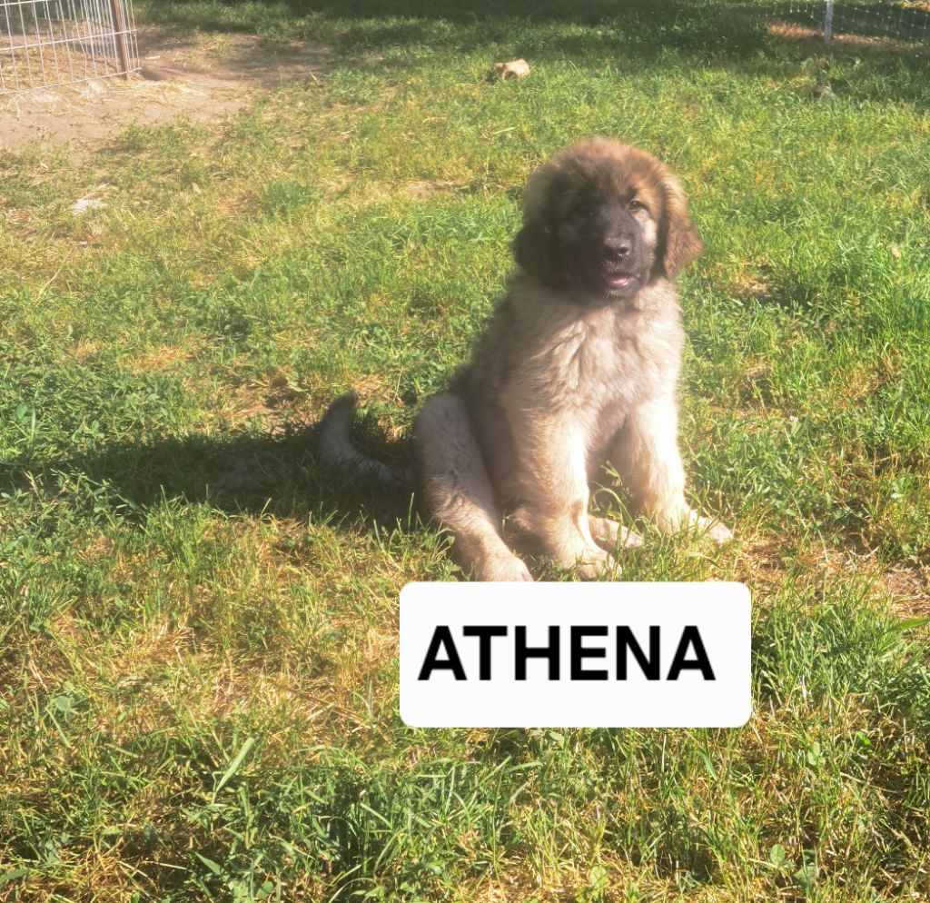 du Pont des Aulnes - Chiots disponibles - Leonberger