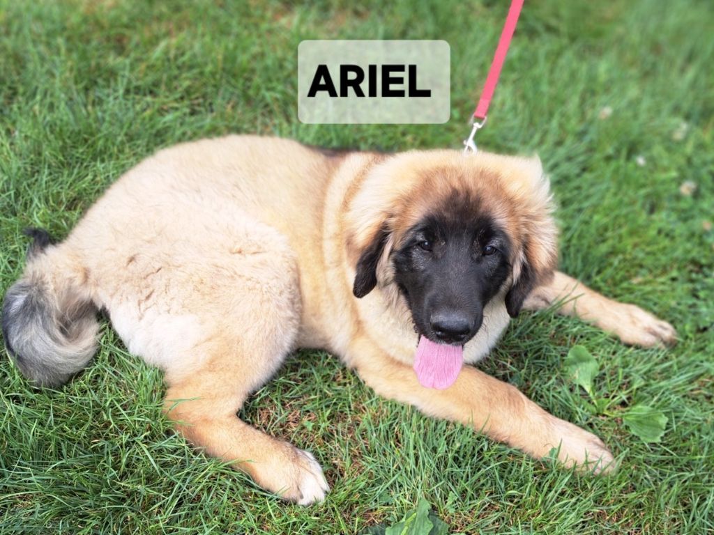 du Pont des Aulnes - Chiots disponibles - Leonberger