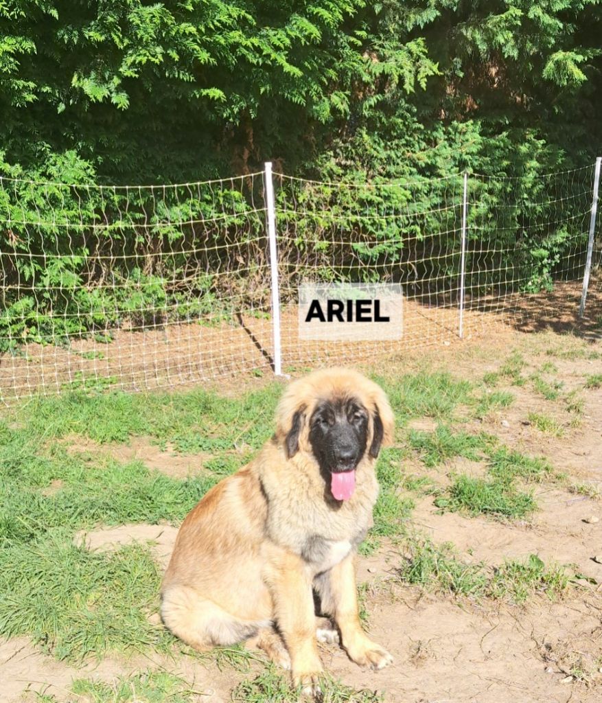 du Pont des Aulnes - Chiots disponibles - Leonberger