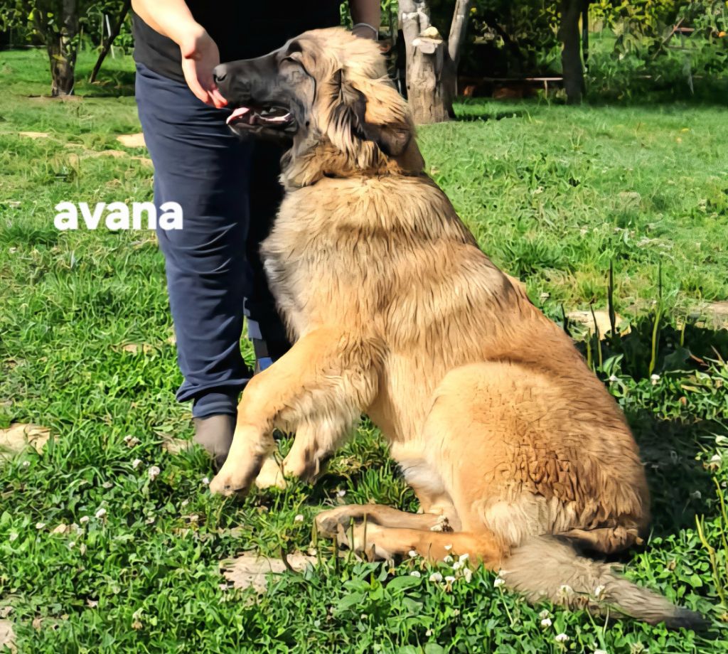du Pont des Aulnes - Chiots disponibles - Leonberger