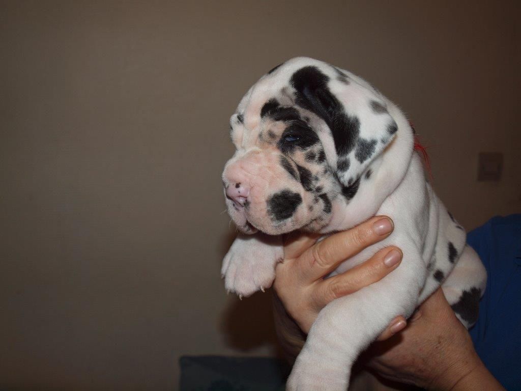 Chiot Dogue allemand du Pont des Aulnes