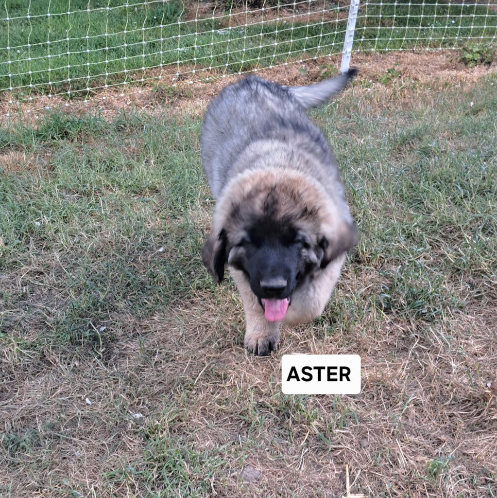du Pont des Aulnes - Chiots disponibles - Leonberger
