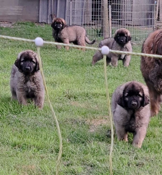 du Pont des Aulnes - Chiots disponibles - Leonberger