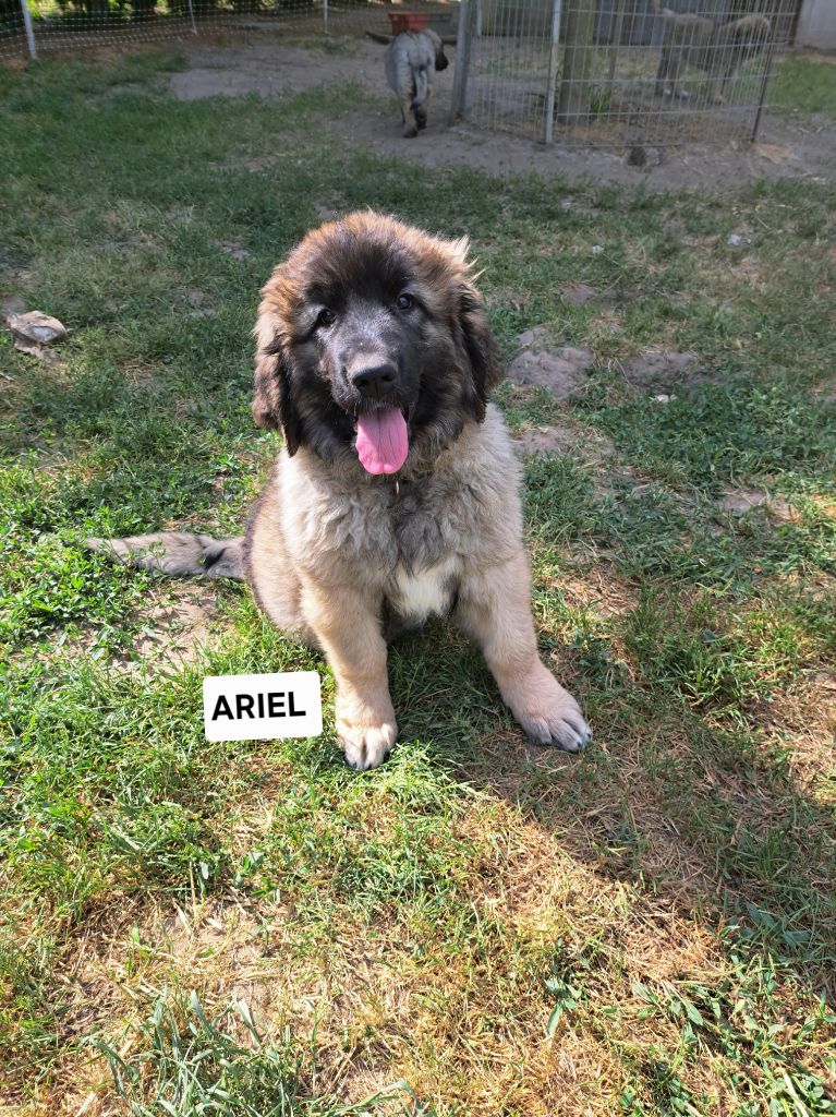 du Pont des Aulnes - Chiots disponibles - Leonberger