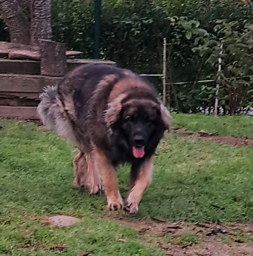 Chiot Leonberger du Pont des Aulnes