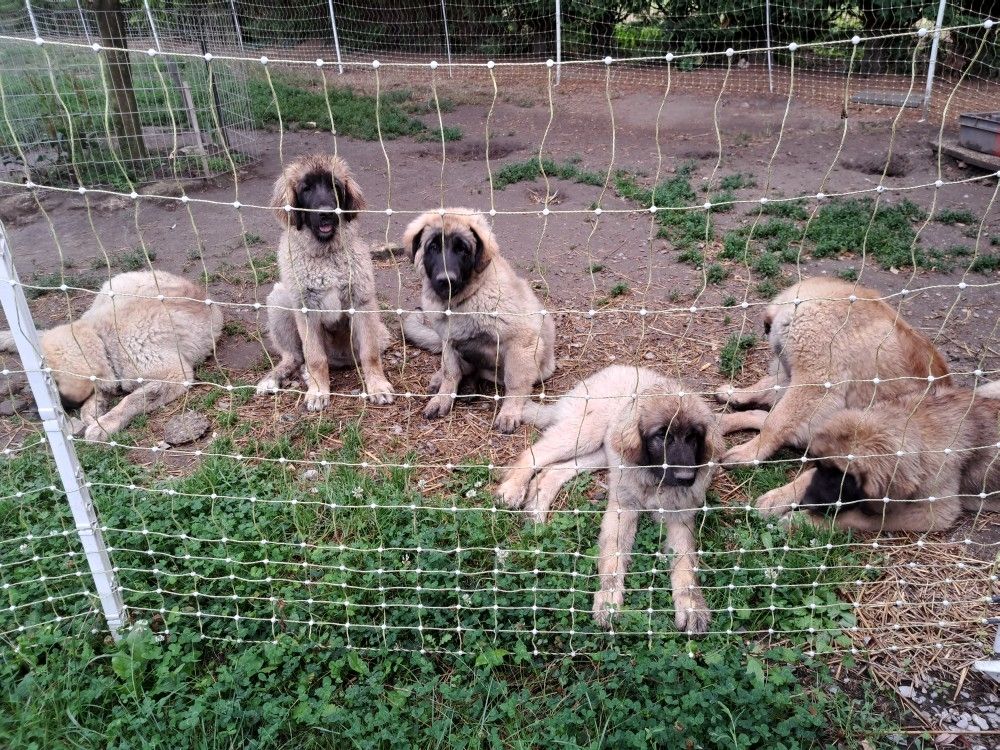 Chiot Leonberger du Pont des Aulnes